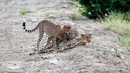 Cheetah mother and cub lying on the sand in the Chobe National Park, Botswana.