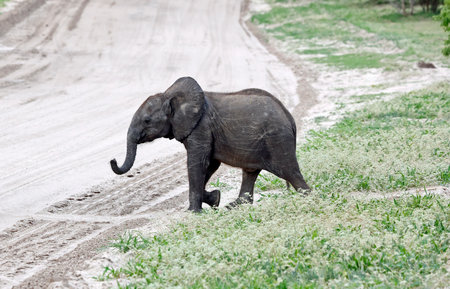Elephant in the Chobe National Park, Botswana, Africaの写真素材