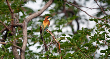 European bee-eater in the Okavango Delta, Botswana