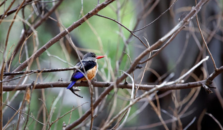 Grey headed kingfisher perching on a branch