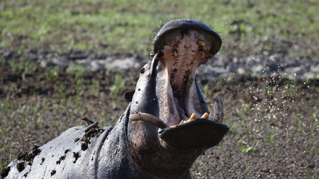 Hippopotamus with open mouth in the field,