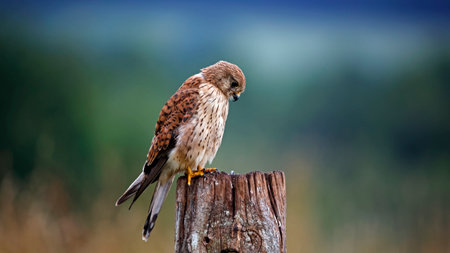 Common kestrel (Falco tinnunculus) perched on a post