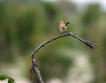 Kalahari scrub robing perched on a branch