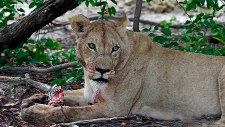 Lioness lying on the ground with a prey in its mouthの写真素材