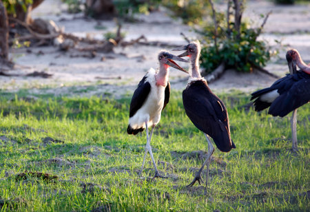 Marabou Stork in Chobe National Park, Botswana, Africaの写真素材