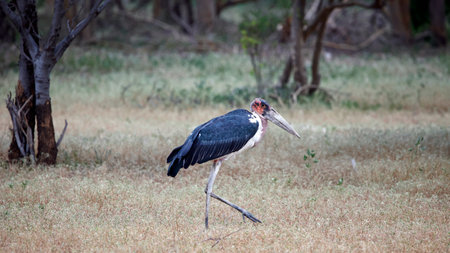 Marabou stork (Leptoptilos crumenifer) in Chobe National Park, Botswanaの写真素材