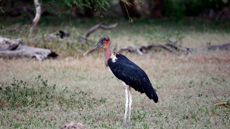 Marabou stork in Chobe National Park, Botswana, Africaの写真素材