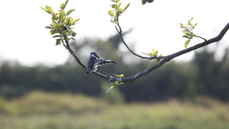 Pied kingfisher (Ceryle rudis) on a branchの写真素材