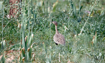 Red crested korhaan in Botswanaの写真素材