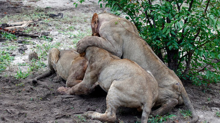 Pride of lions on a kill in the Okavango delta Botswanaの写真素材