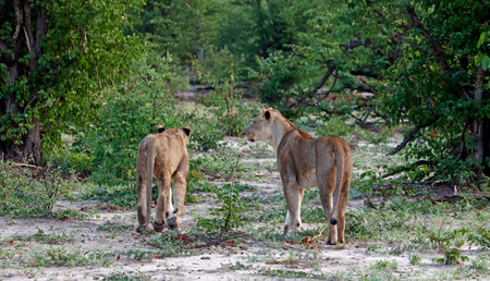Lion and lioness in the Moremi Game Reserve (Okavango River Delta), National Park, Botswana