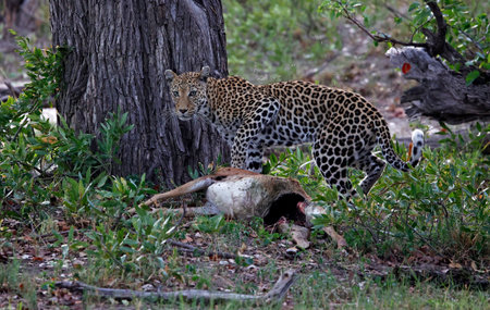 Leopard in the Okavango Delta - Moremi National Park in Botswana