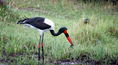 Saddle billed stork in the Okavango Delta - Moremi National Park in Botswanaの写真素材