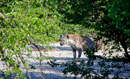 Hyena in the Moremi Game Reserve (Okavango River Delta), National Park, Botswanaの写真素材