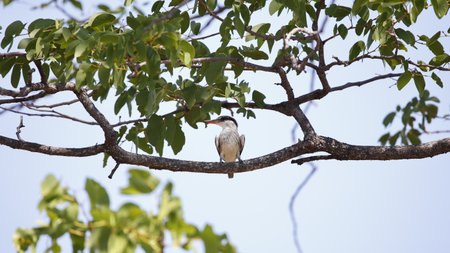 Striped kingfisher in the Okavango delta Botswana