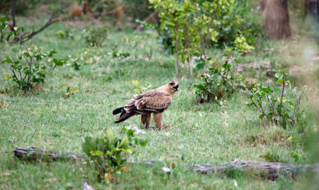 Tawny eagle in the Okavango delta in Botswana
