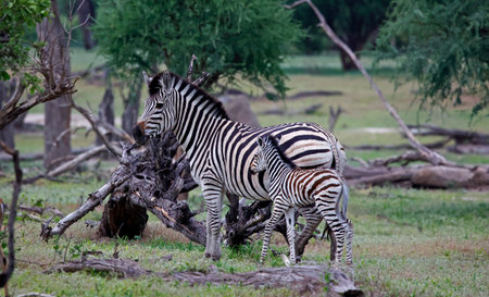 Zebra in the Okavango Delta - Moremi National Park in Botswanaの写真素材