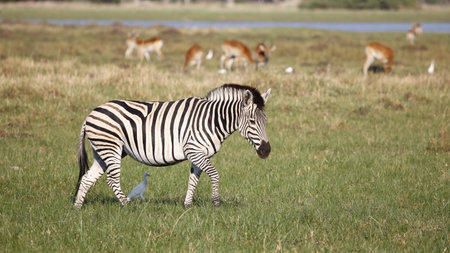 Plains zebra (Equus quagga) in Serengeti National Park, Tanzaniaの写真素材