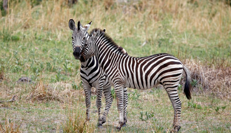 Plains zebra, Equus quagga, single mammal in grass, South Africaの写真素材