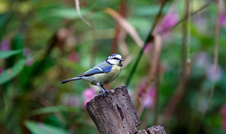 Blue tit bird sitting on a branchの写真素材