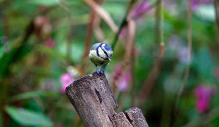 Blue tit in the woods