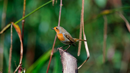 Robin perched on a branch