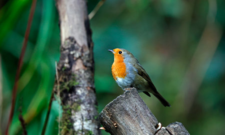 Robin perched on a branch in a forest