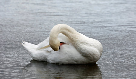 White swan swimming on the lake. The mute swan, Cygnus olorの写真素材