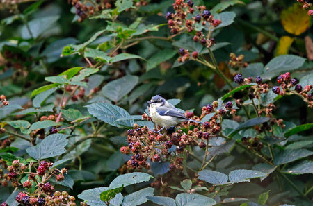 Long-tailed tit, Parus major, single bird on branch, Warwickshireの写真素材