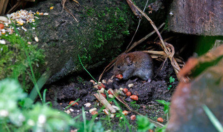 Mouse in a hole in the ground eating peanuts. Wildlife scene from nature.の写真素材