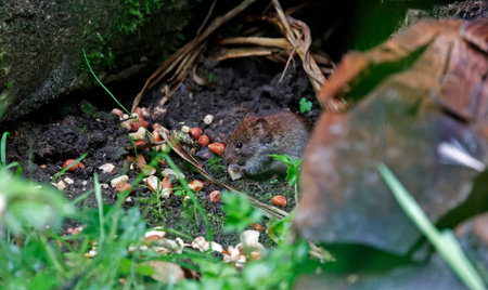 Brown rat eating peanuts in the garden. Wildlife scene from nature.の写真素材