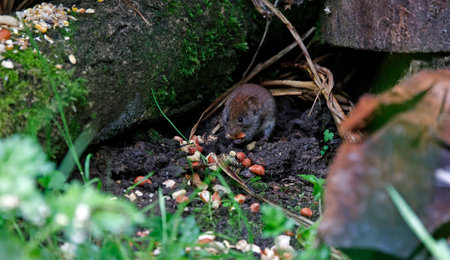 Mouse in the garden. Shorthair vole. Wildlife scene from nature.の写真素材