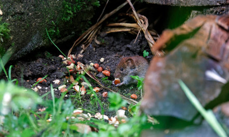 Brown mouse in the forest eating nuts. Close-up view.の写真素材