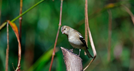 Chaffinch perched on a branch in the rainforest of Belizeの写真素材