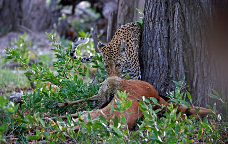 Leopard and cub in the bush, Kruger Park, South Africaの写真素材