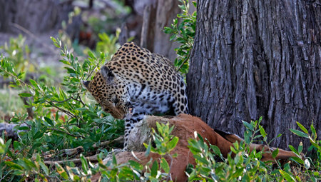 Leopard in the Okavango Delta - Moremi National Park in Botswanaの写真素材