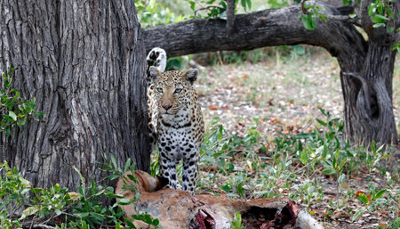 Leopard in the Okavango Delta - Moremi National Park in Botswana