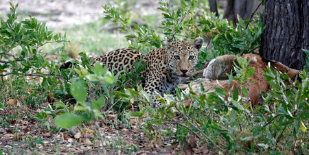 Leopard in the Okavango Delta - Moremi National Park in Botswanaの写真素材