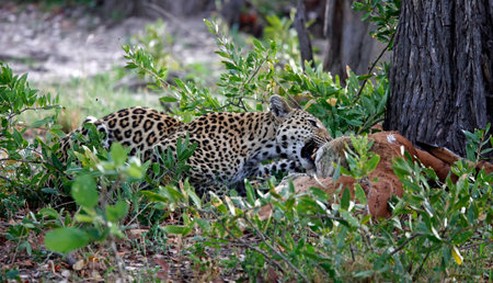 Leopard in the Okavango Delta - Moremi National Park in Botswana