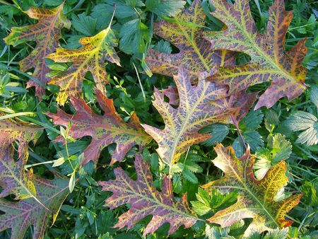 Colourful foliage of oak on green background of grass (humid and in illuminance of morning sun)の写真素材
