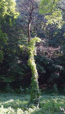 Green ivy on a dried treeの写真素材