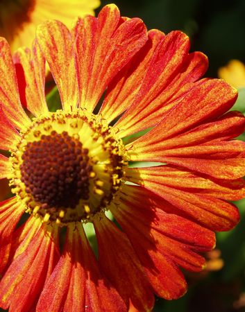 Red-yellow flower like a daisy on white backgroundの写真素材