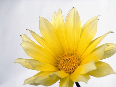 Yellow flower like a daisy on white backgroundの写真素材