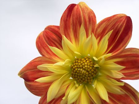 Red-yellow flower like a dahlia on white backgroundの写真素材