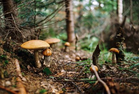 mushrooms (under-aspens) in the autumnal fir forestの写真素材