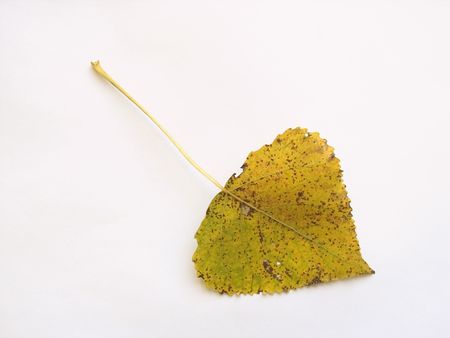Autumn yellow leaf of asp on white background with shadow
の写真素材