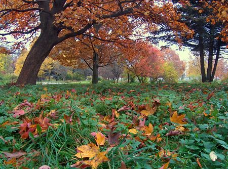 Colourful autumn park in a Lviv Sity (Ukraine)
の写真素材
