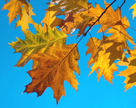 Autumn colourful foliage of oak (some translucent across a sun) on blue serene sky background