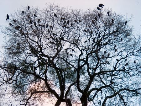 Crows on tree twig on evening sky backgroundの写真素材