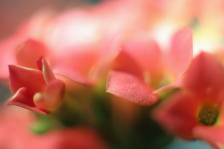 Soft flower background (macro)の写真素材